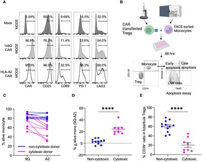 CD39 delineates chimeric antigen receptor regulatory T cell subsets with distinct cytotoxic & regulatory functions against human islets